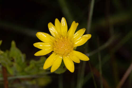 Chrysopsis latisquamea #1